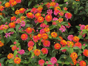 Lantana camara